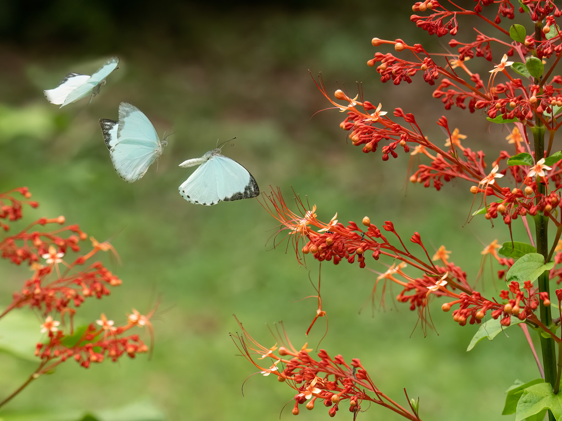 Round Winged Vagrant