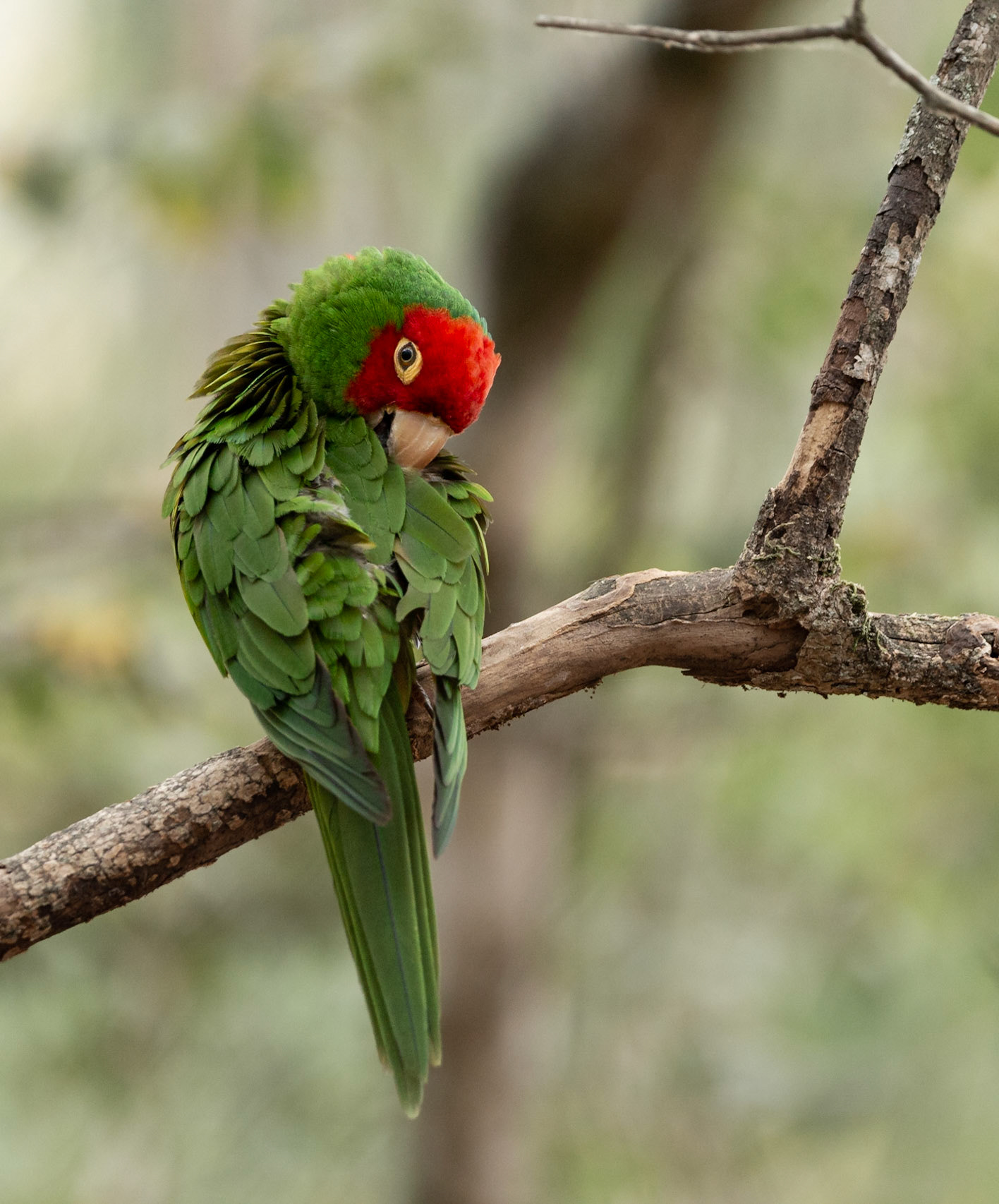 Red Masked Parakeet