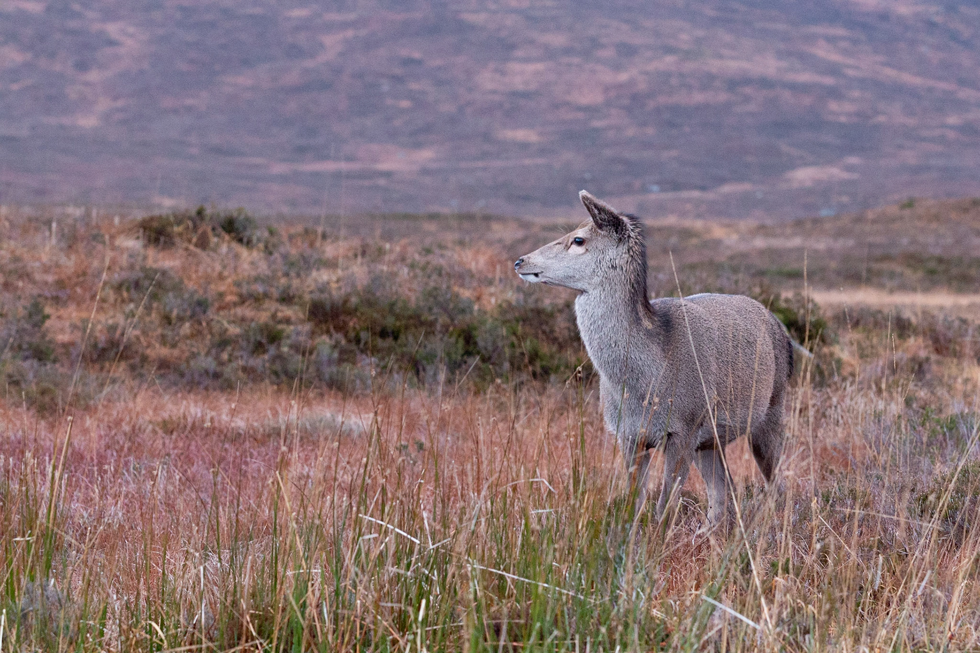 Female Red Deer