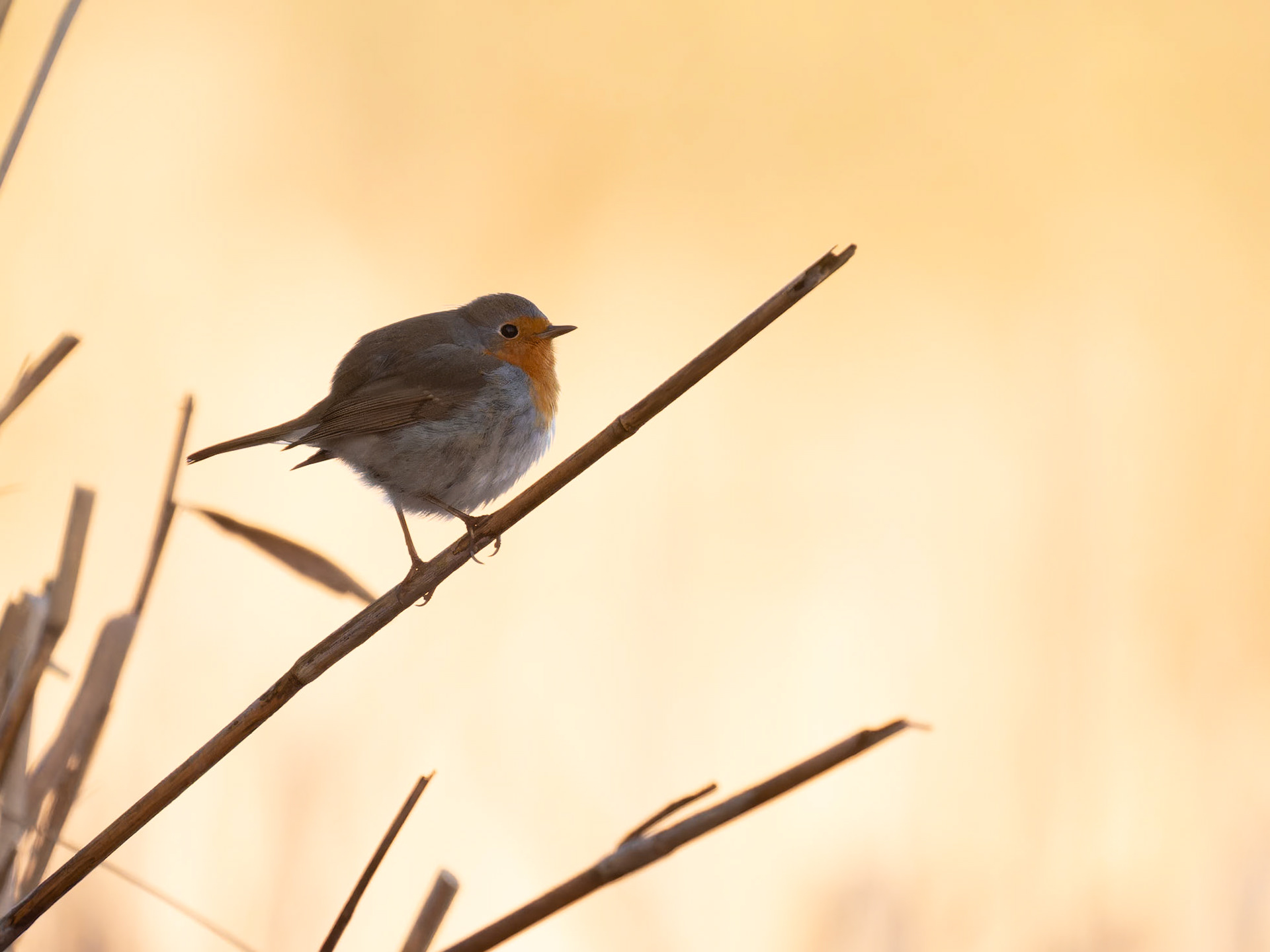 Robin in the reeds