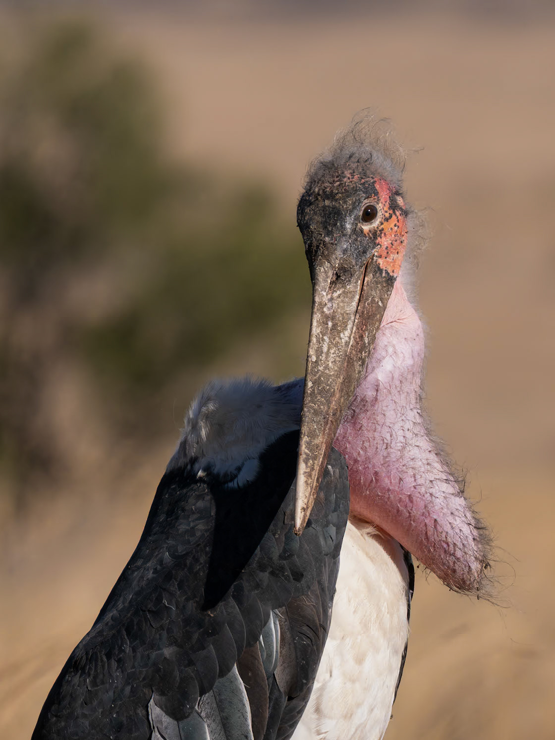 Marabou Stork