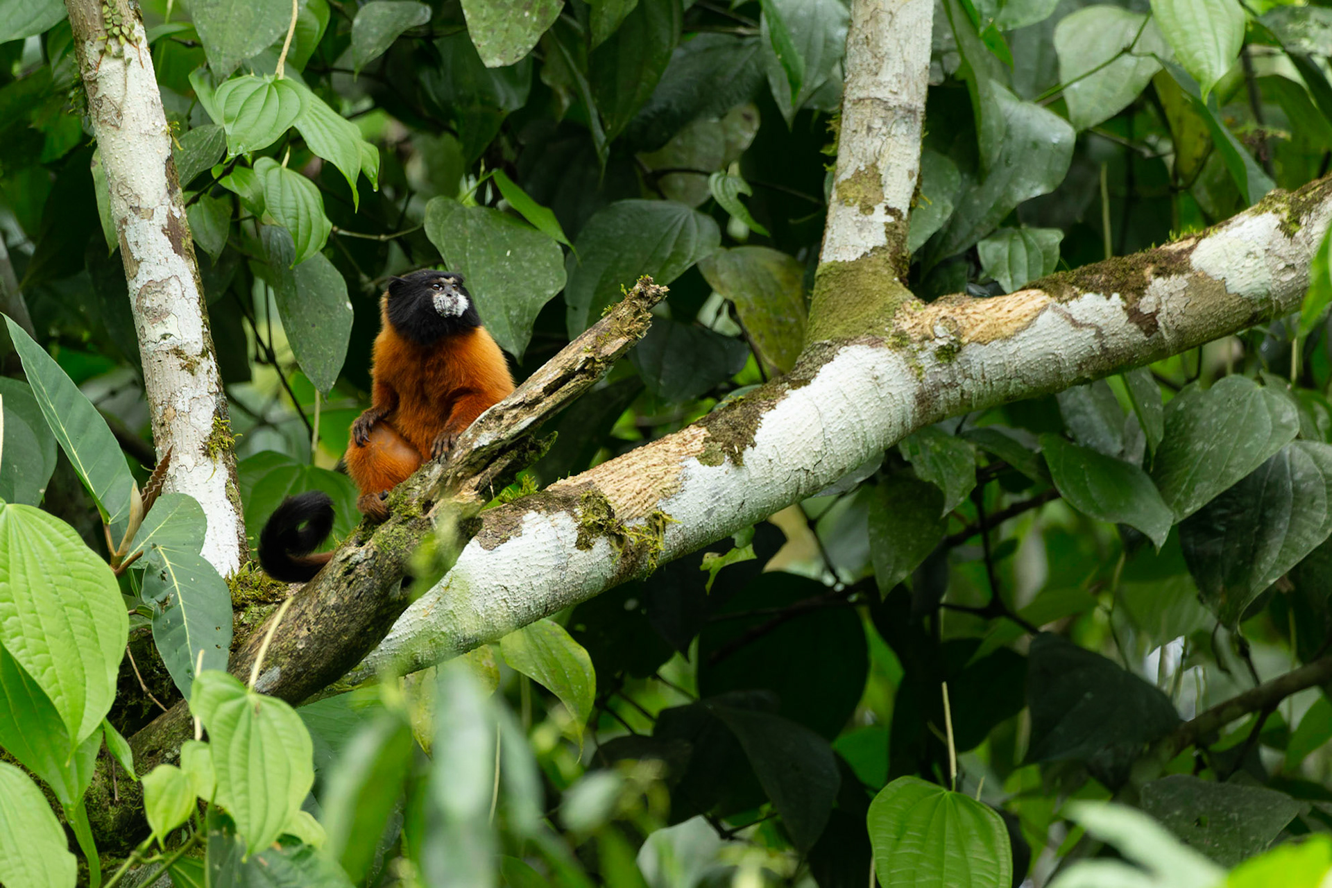 Golden Mantled Tamarin