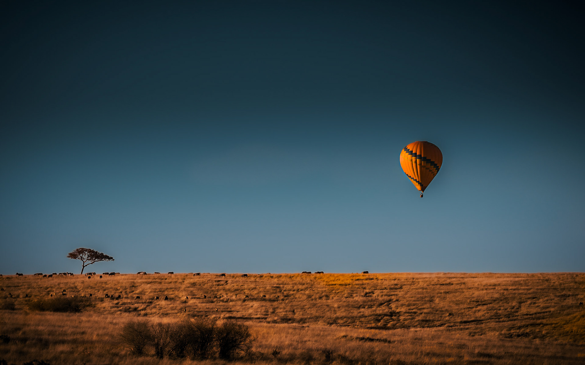 Balloons in the morning