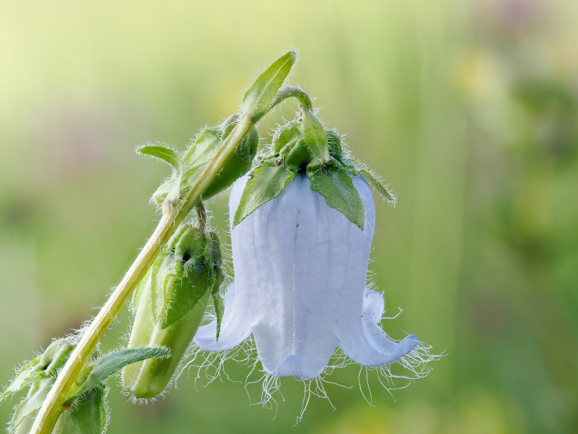 Bearded Bellflower