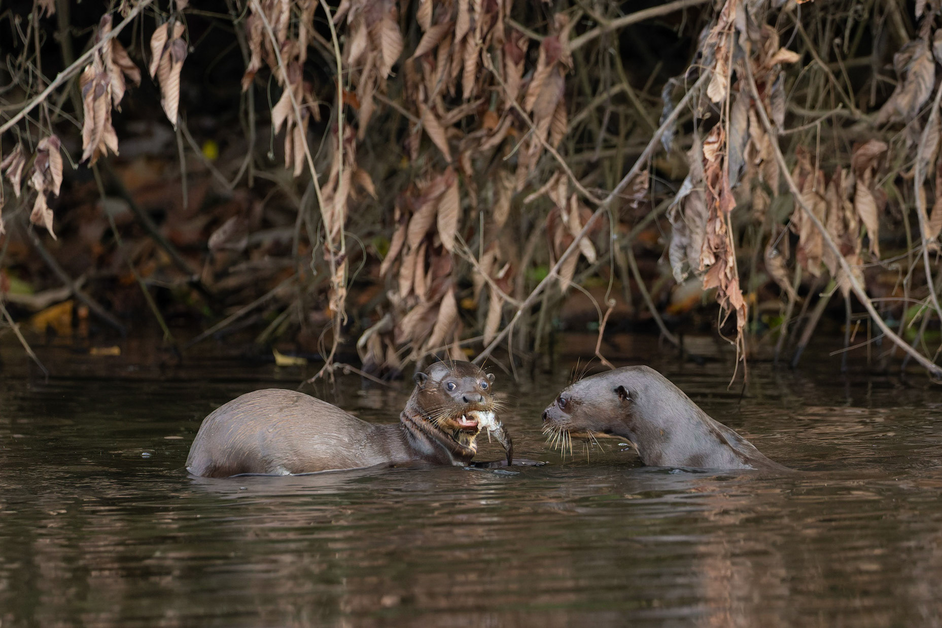 Giant River Otters