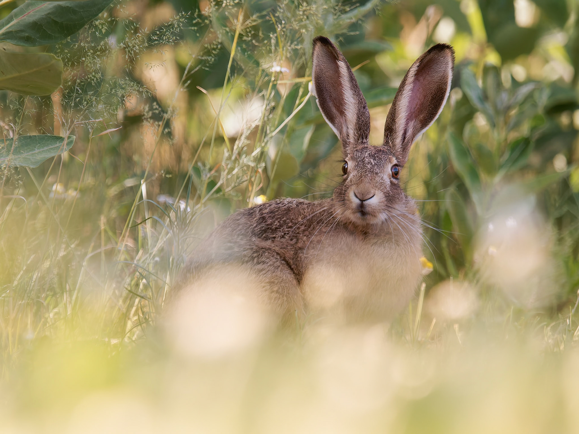 Leveret