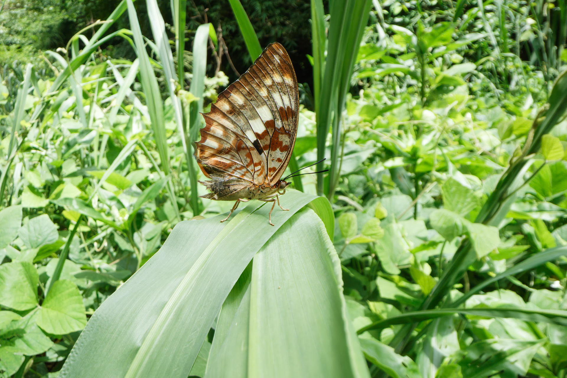 Butterfly on a leaf