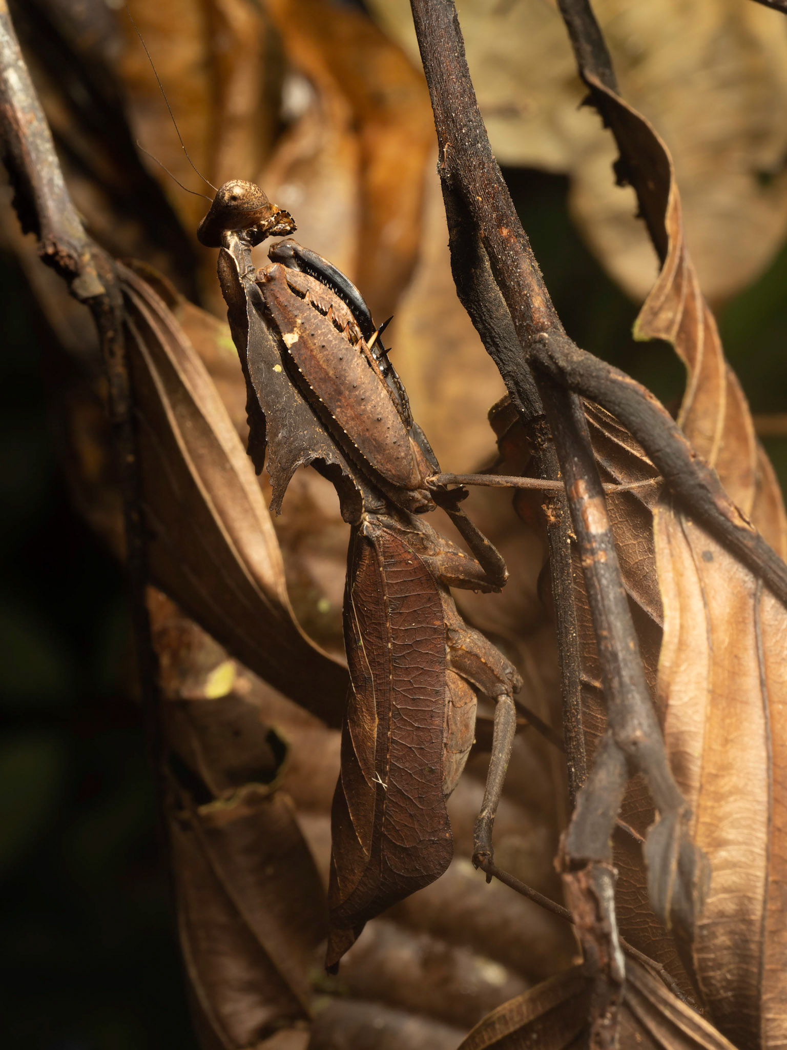 Dead Leaf Praying Mantis