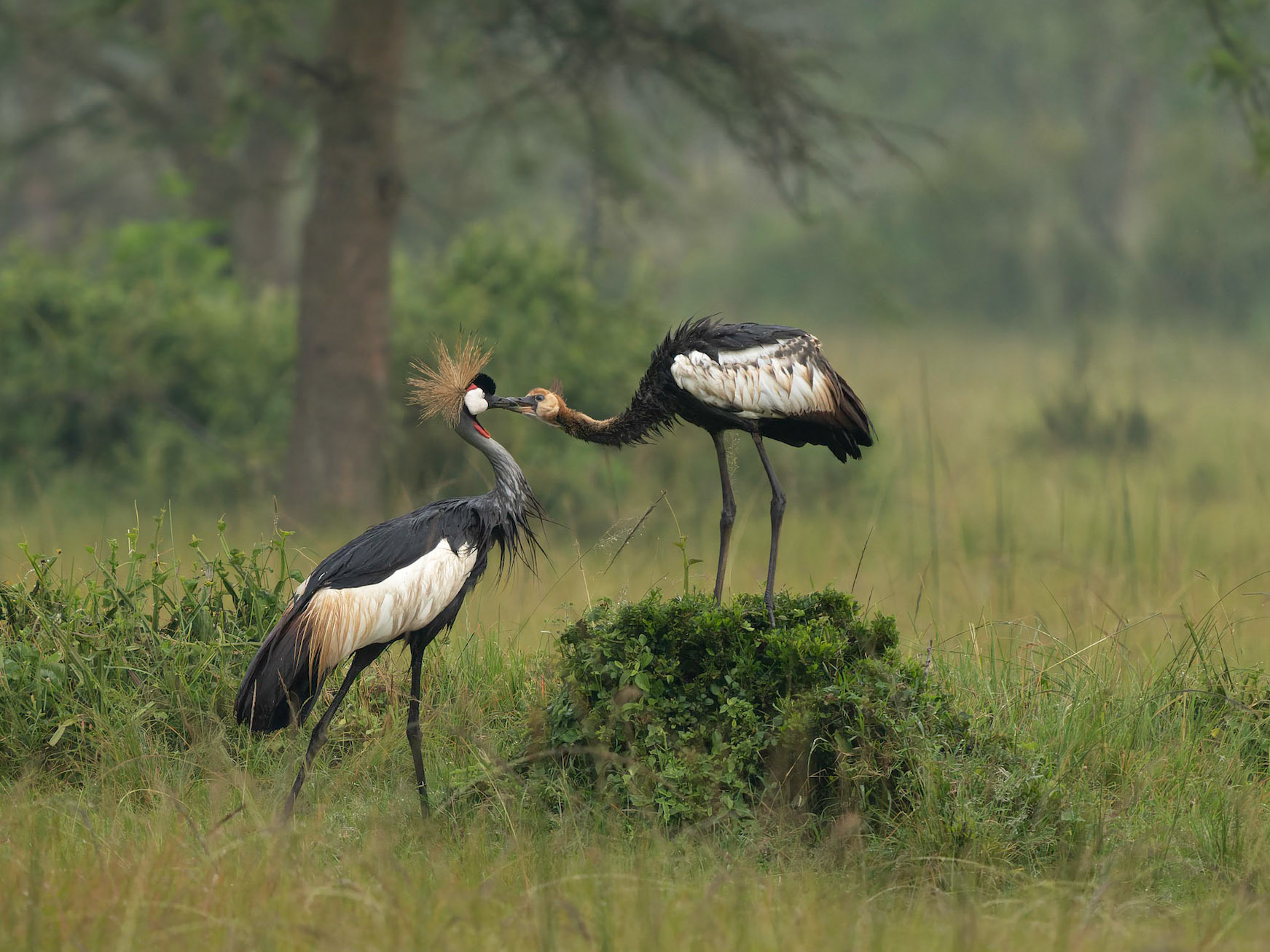 Grey Crowned Crane feeding juvenile