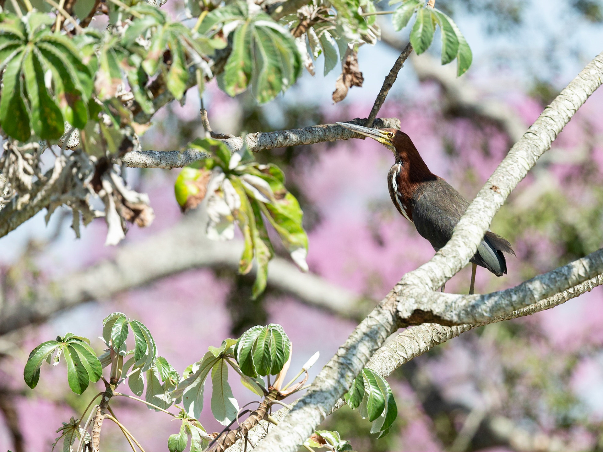 Fasciated Tiger Heron