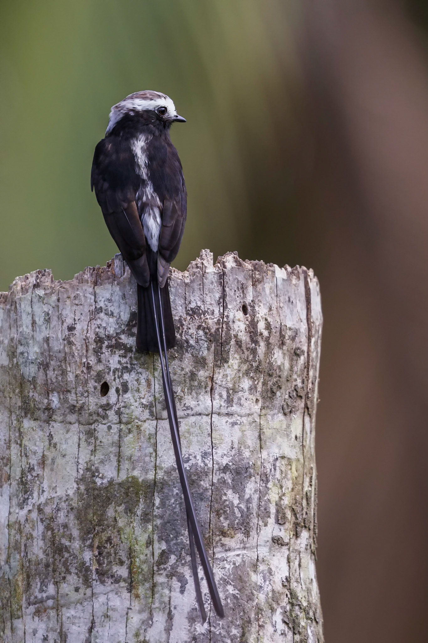 Long-tailed Tyrant