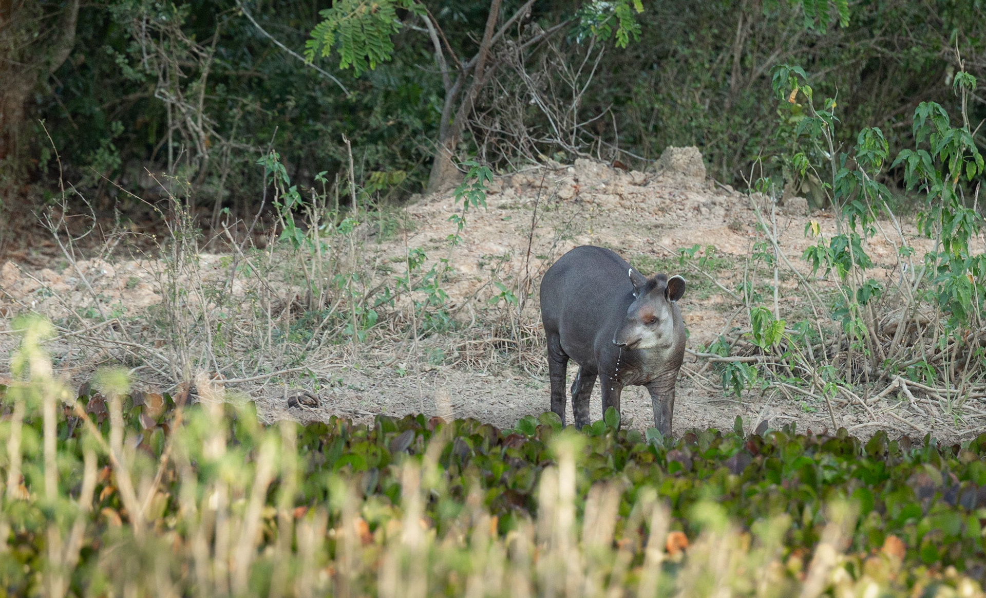 South American Tapir aka Brazilian Tapir