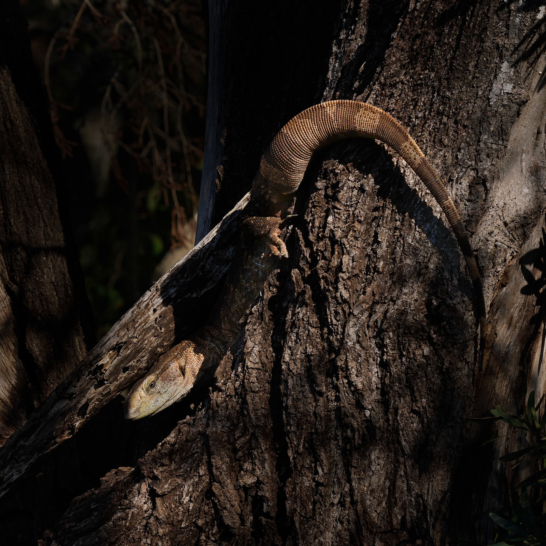 Monitor Lizard on tree