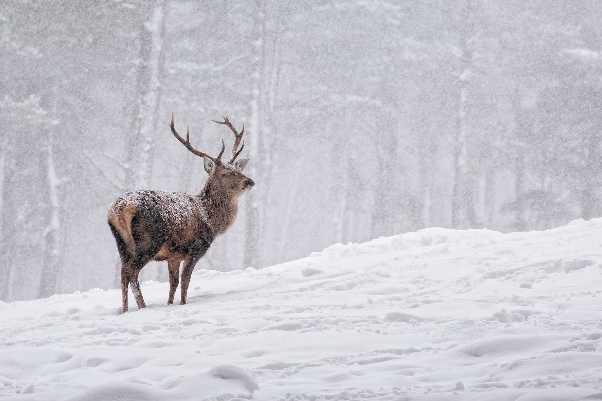 Red Deer Stag in snow
