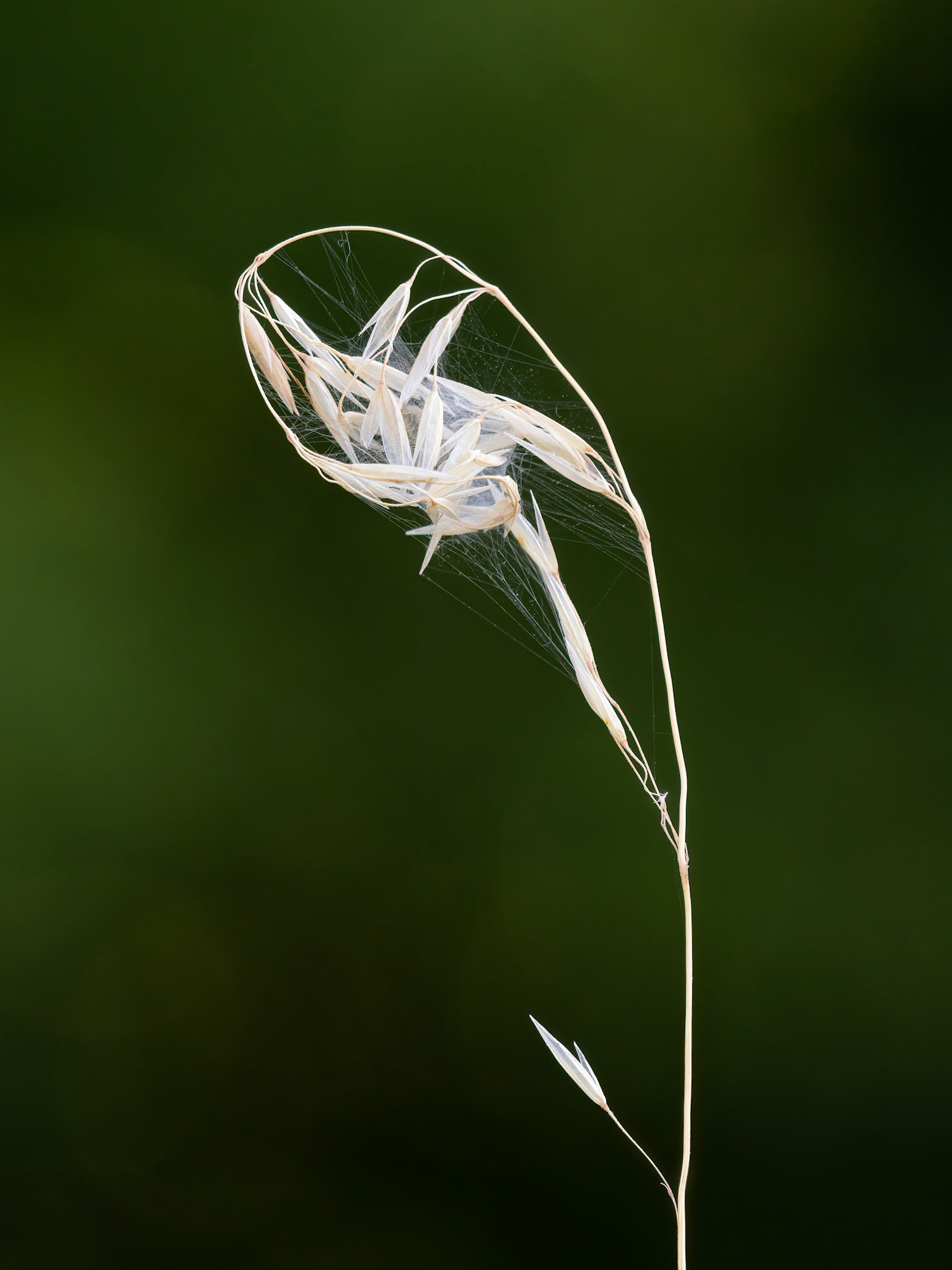 Seed head in spider web