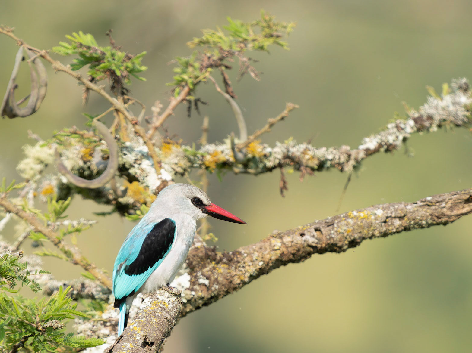 Woodland Kingfisher