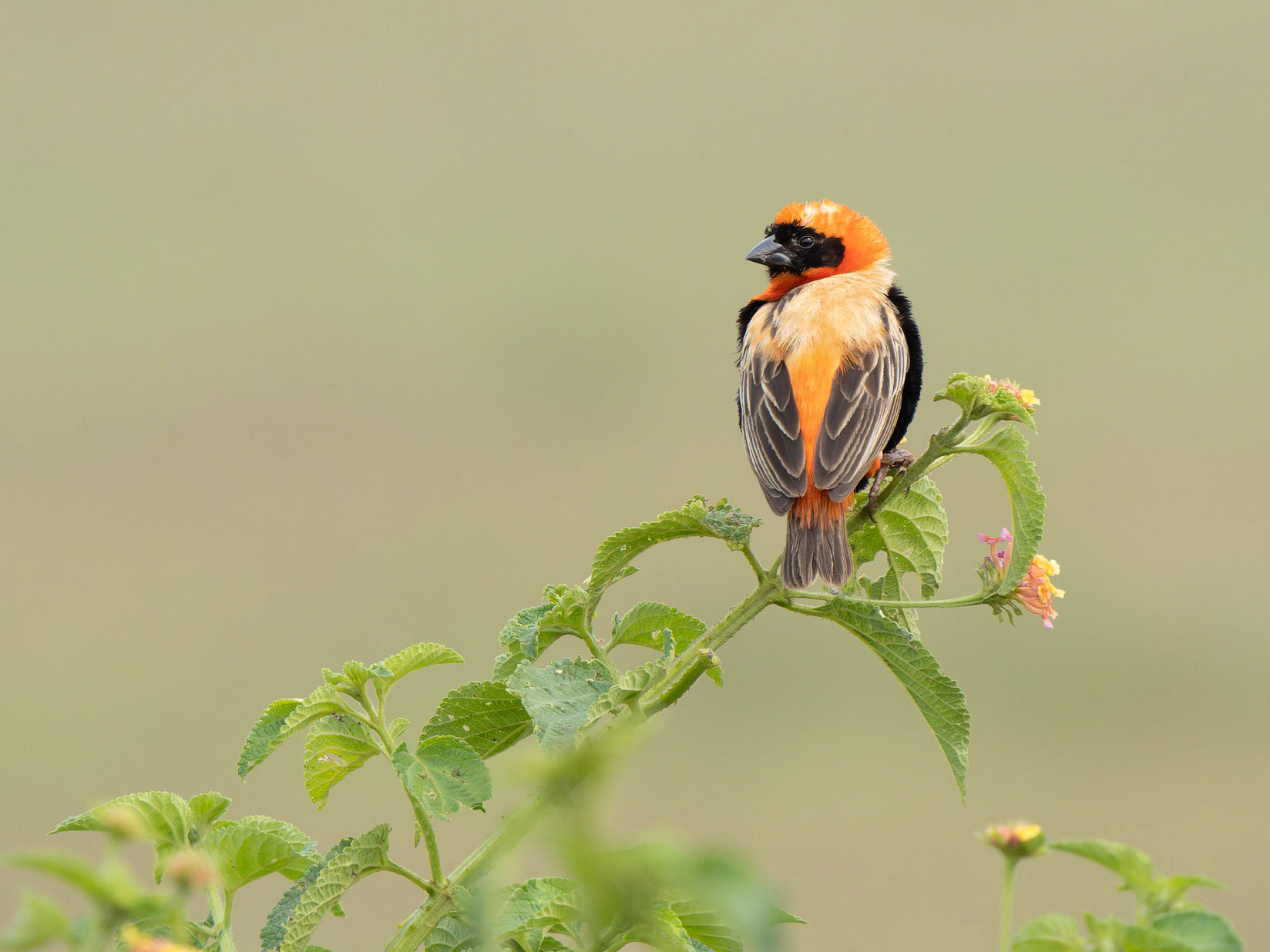 Black Winged Bishop