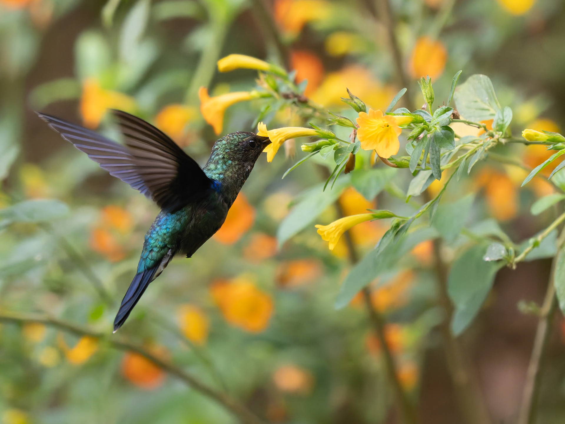 Hummingbird feeding