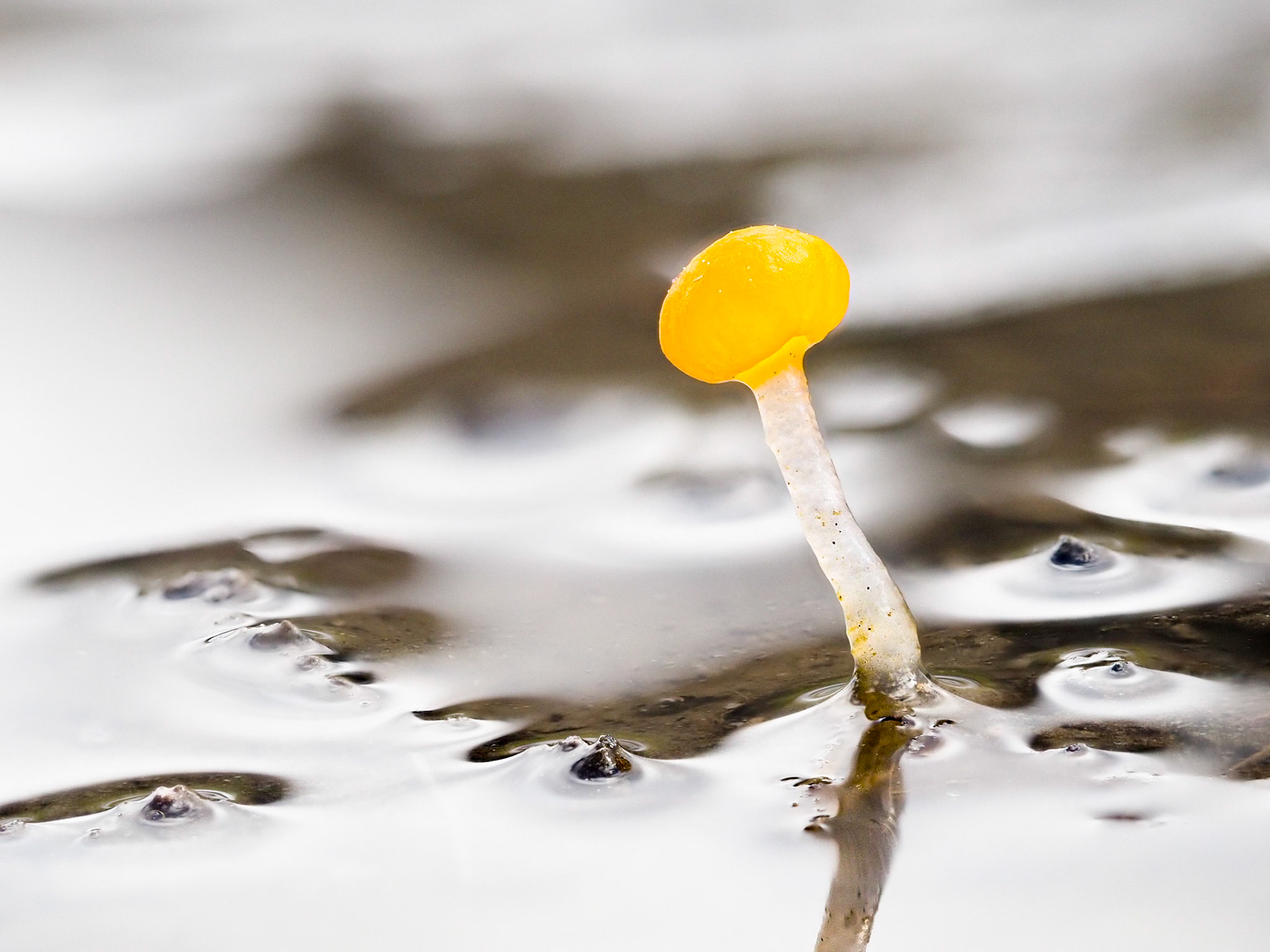 Bog Beacon (Mitrula paludosa)