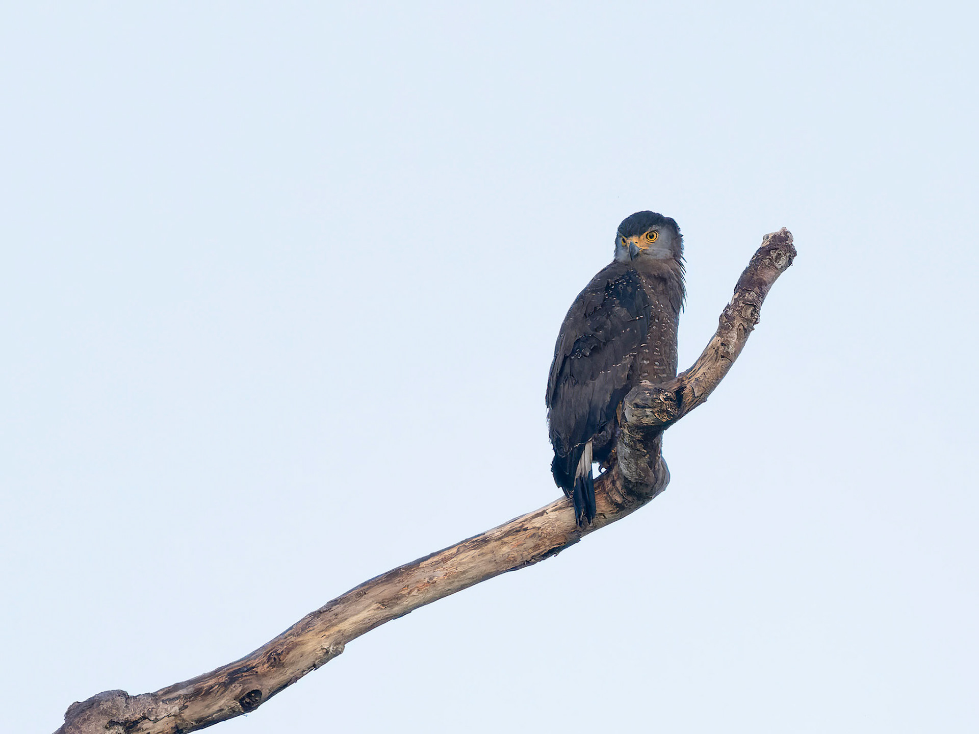 Crested Serpent Eagle