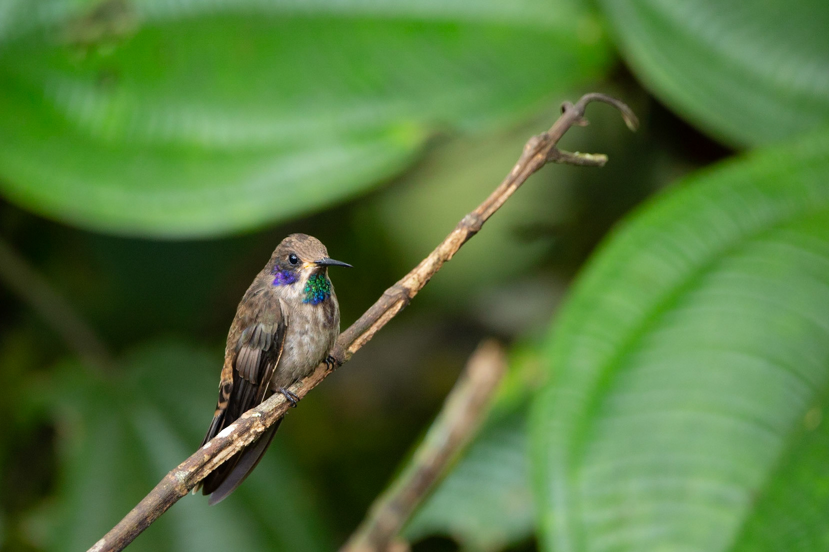 Brown Violetear Hummingbird