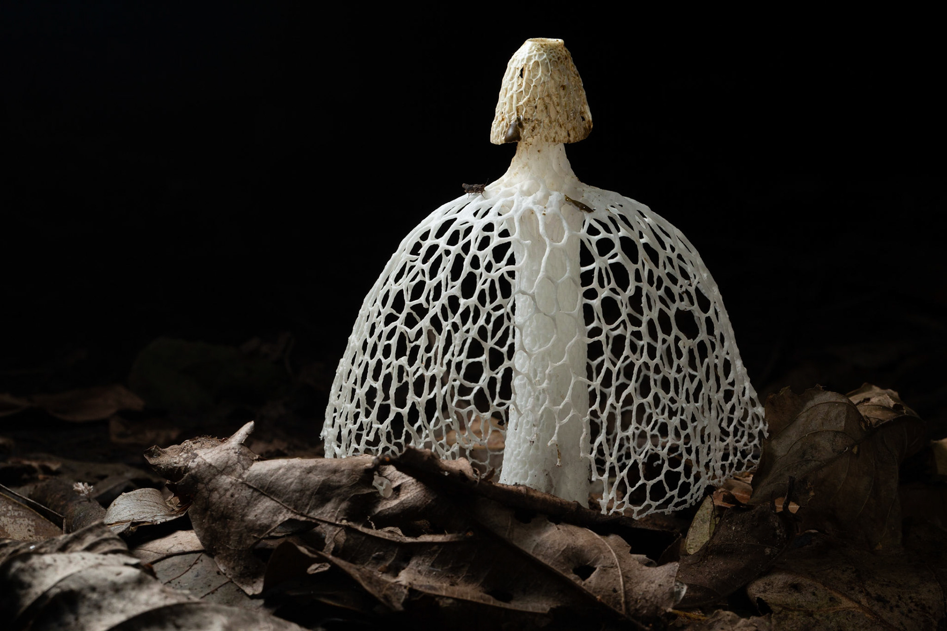 Bridal Veil Stinkhorn fungi (Phallus indusiatus)