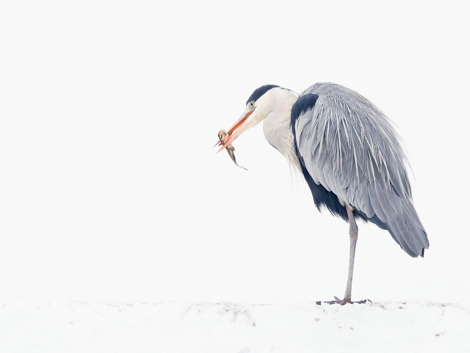 Grey Heron in the snow