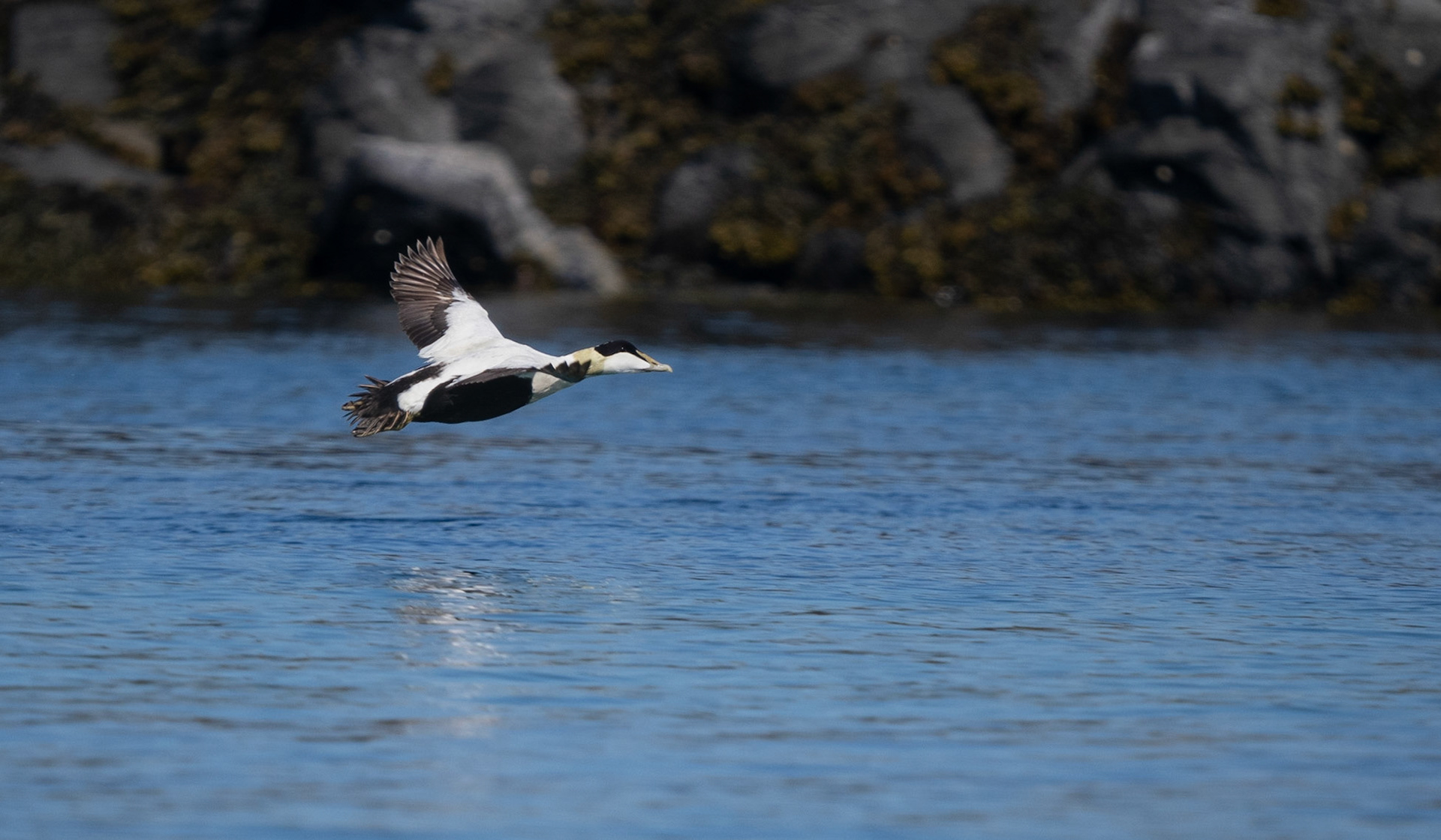 Common Eider duck- Somateria mollissima, male