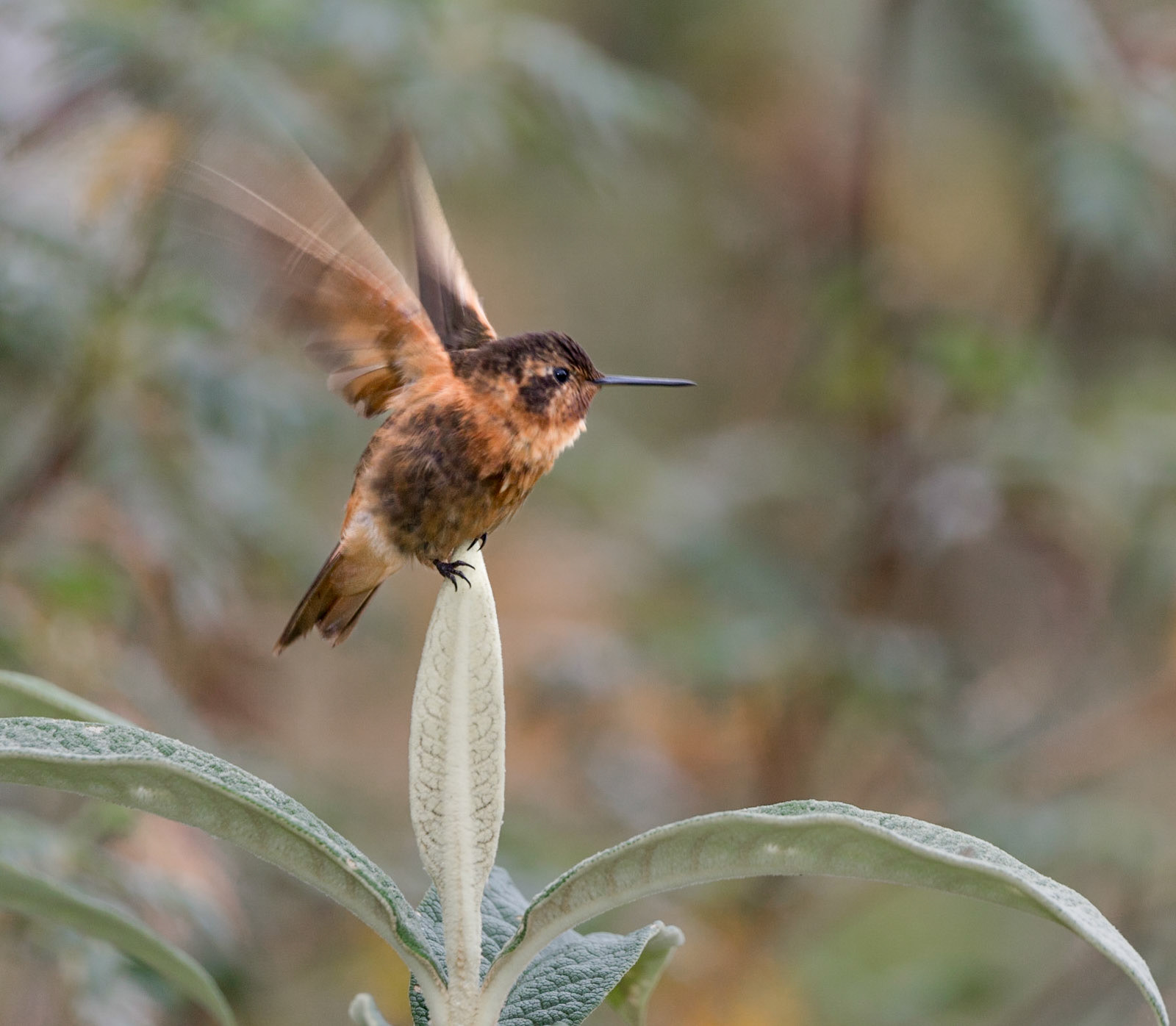 Shining Sunbeam Hummingbird