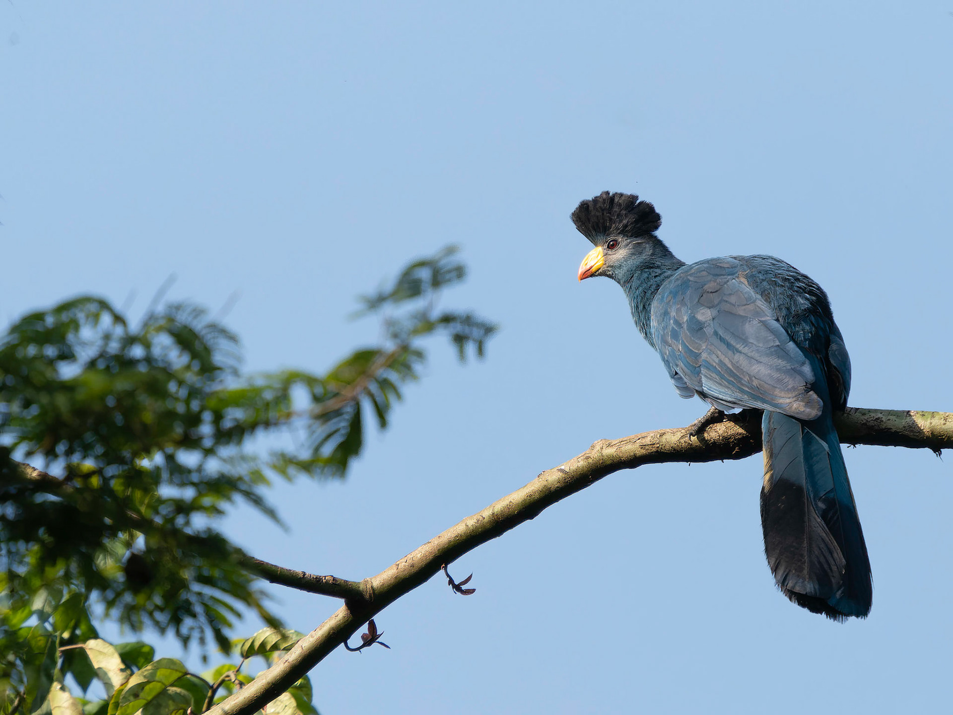 Great Blue Turaco