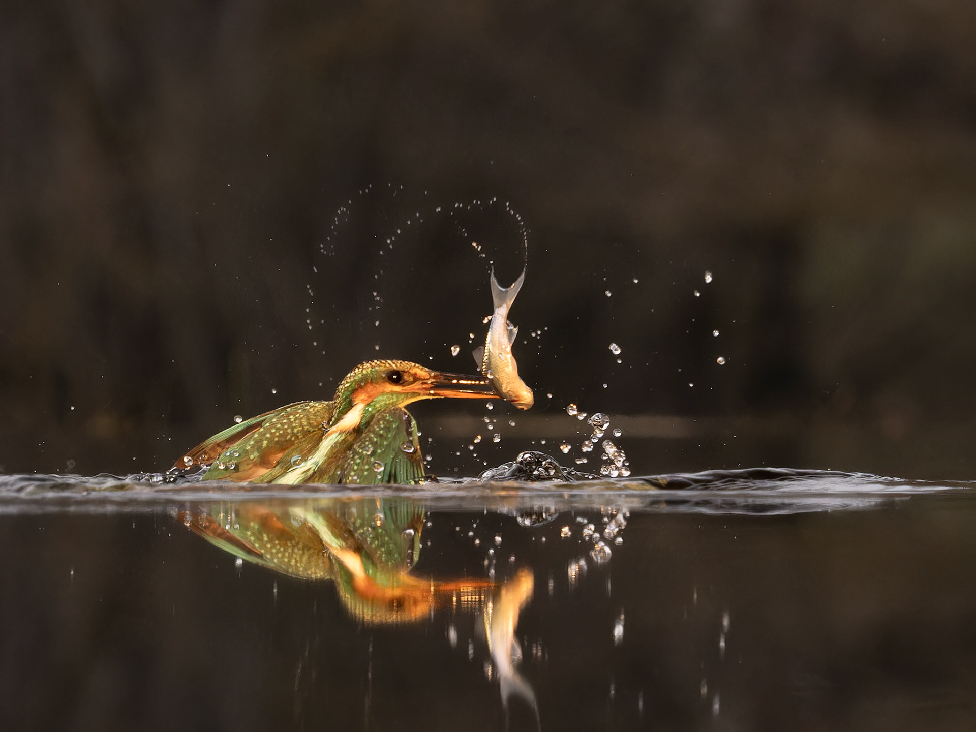 Kingfisher with fish
