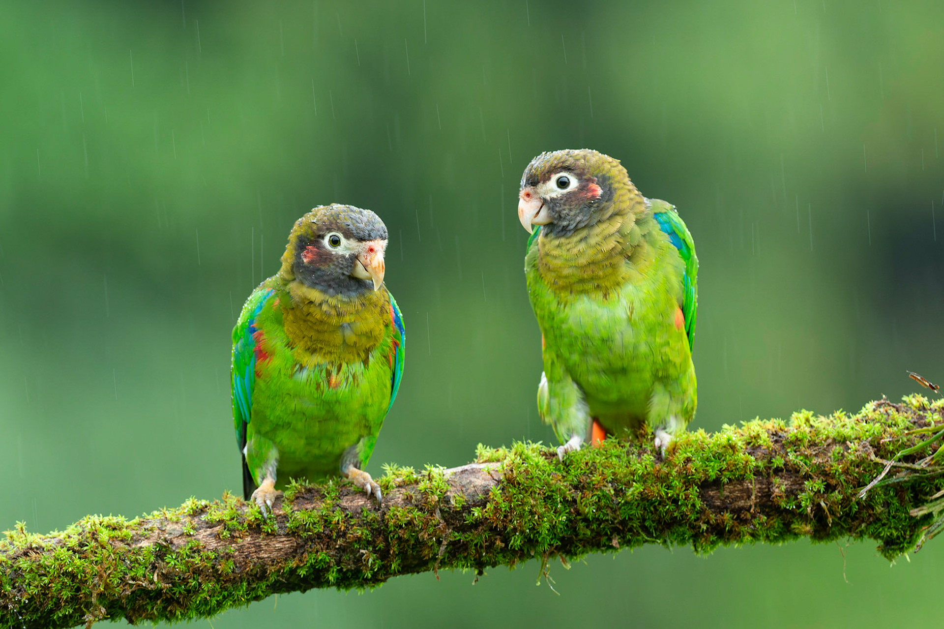 Brown Hooded Parrots in rain ((Pyrilia haematotis)