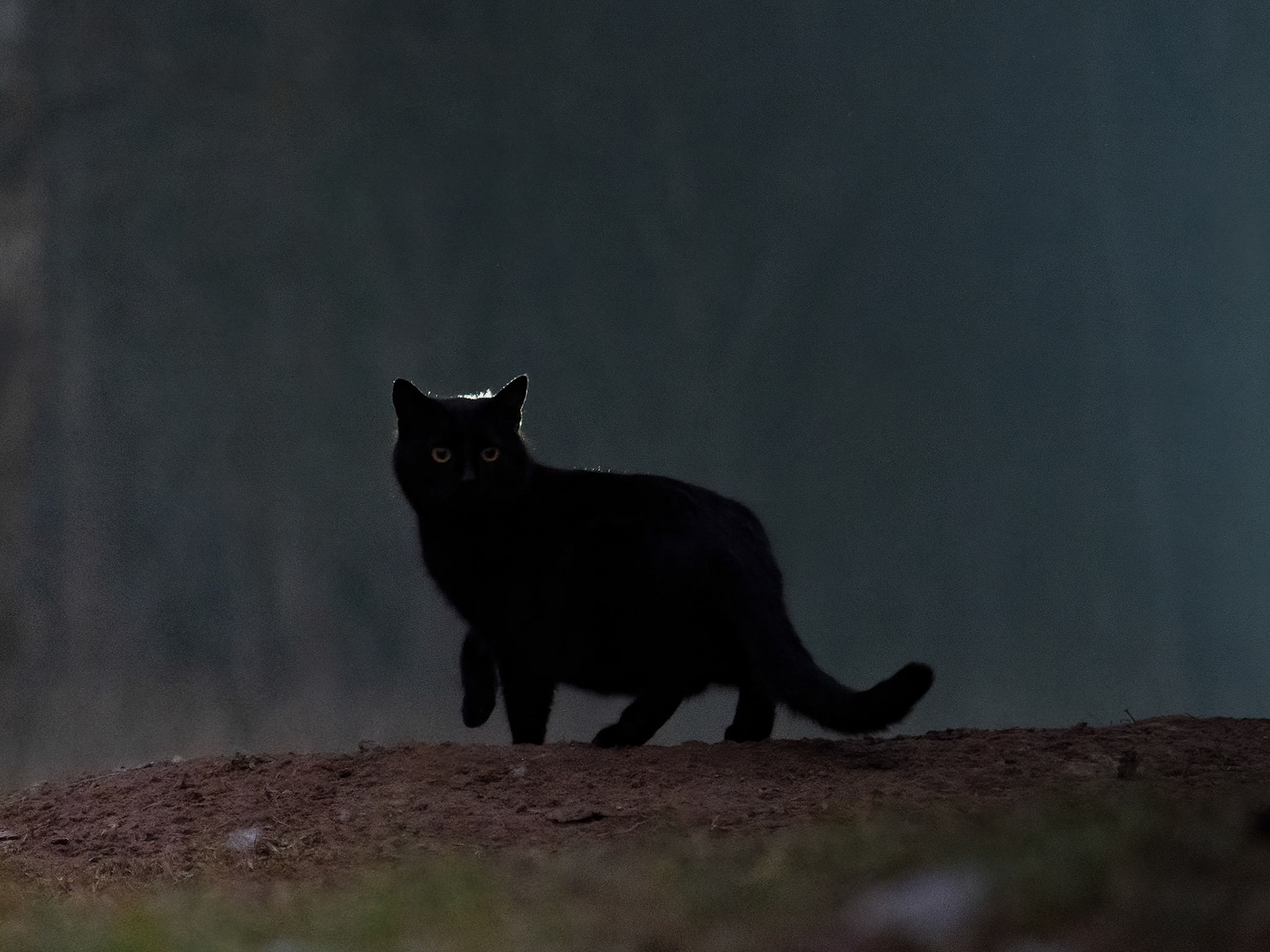 Feral Cat at night