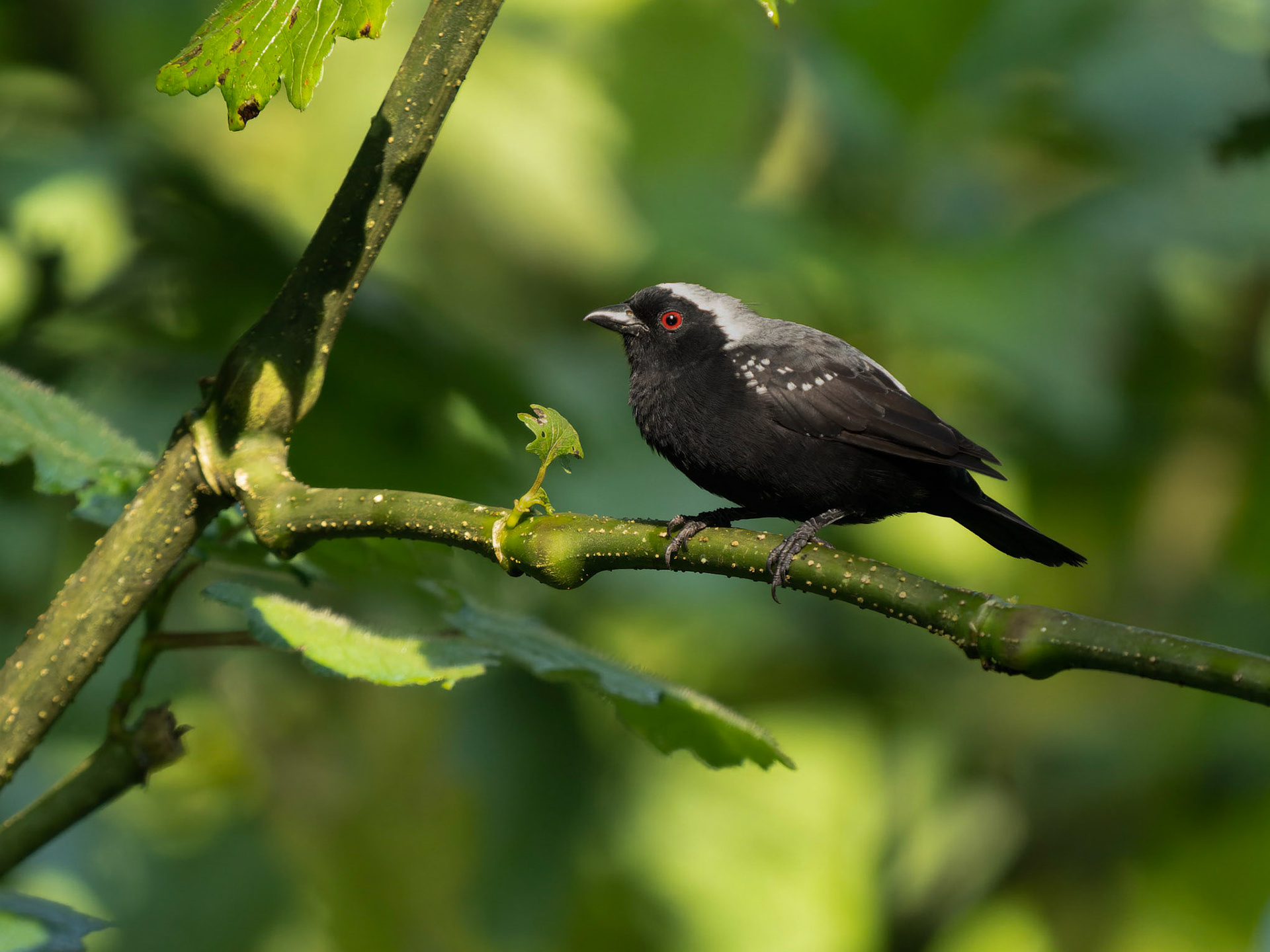 Grey-headed Nigrita