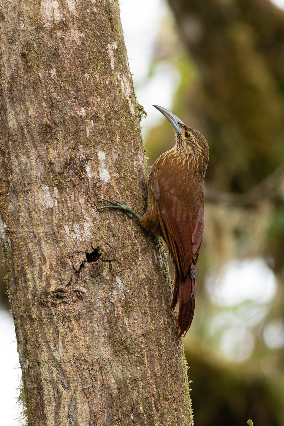 Woodcreeper