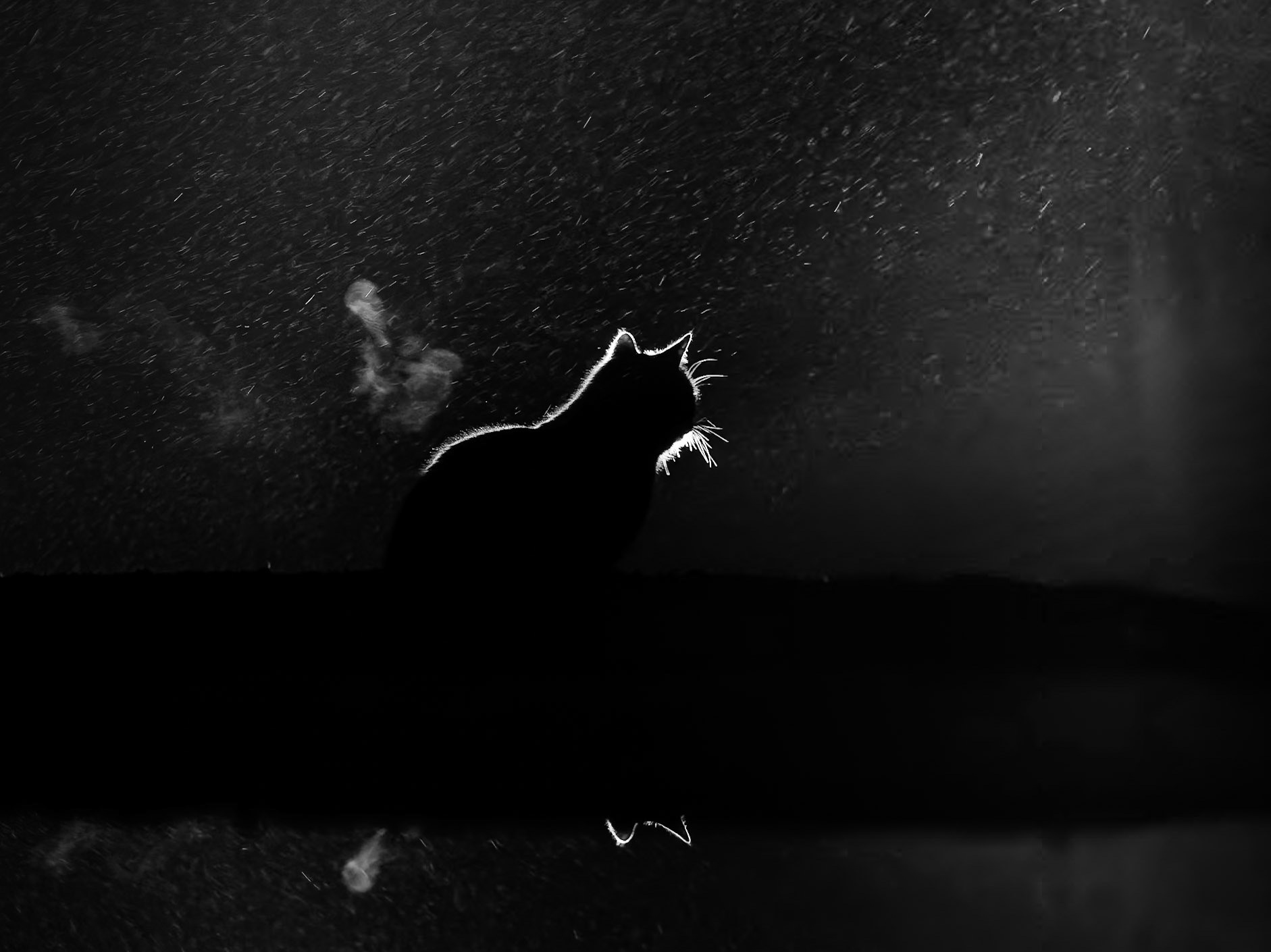 Feral cat at night as it snows