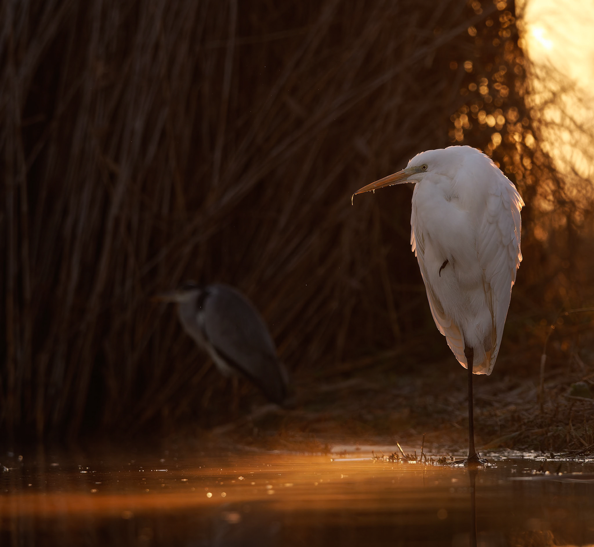 Egret