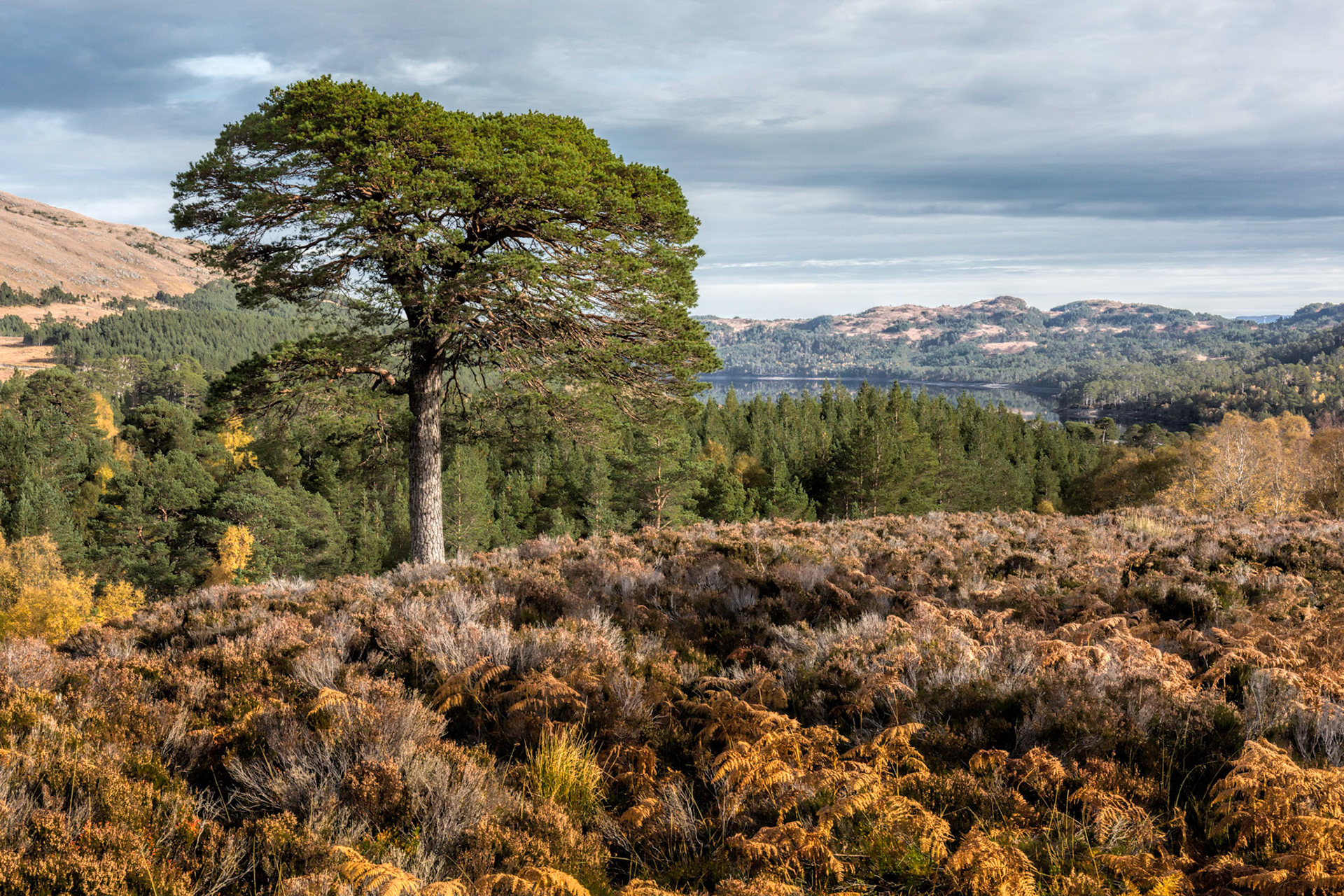 Glen Affric