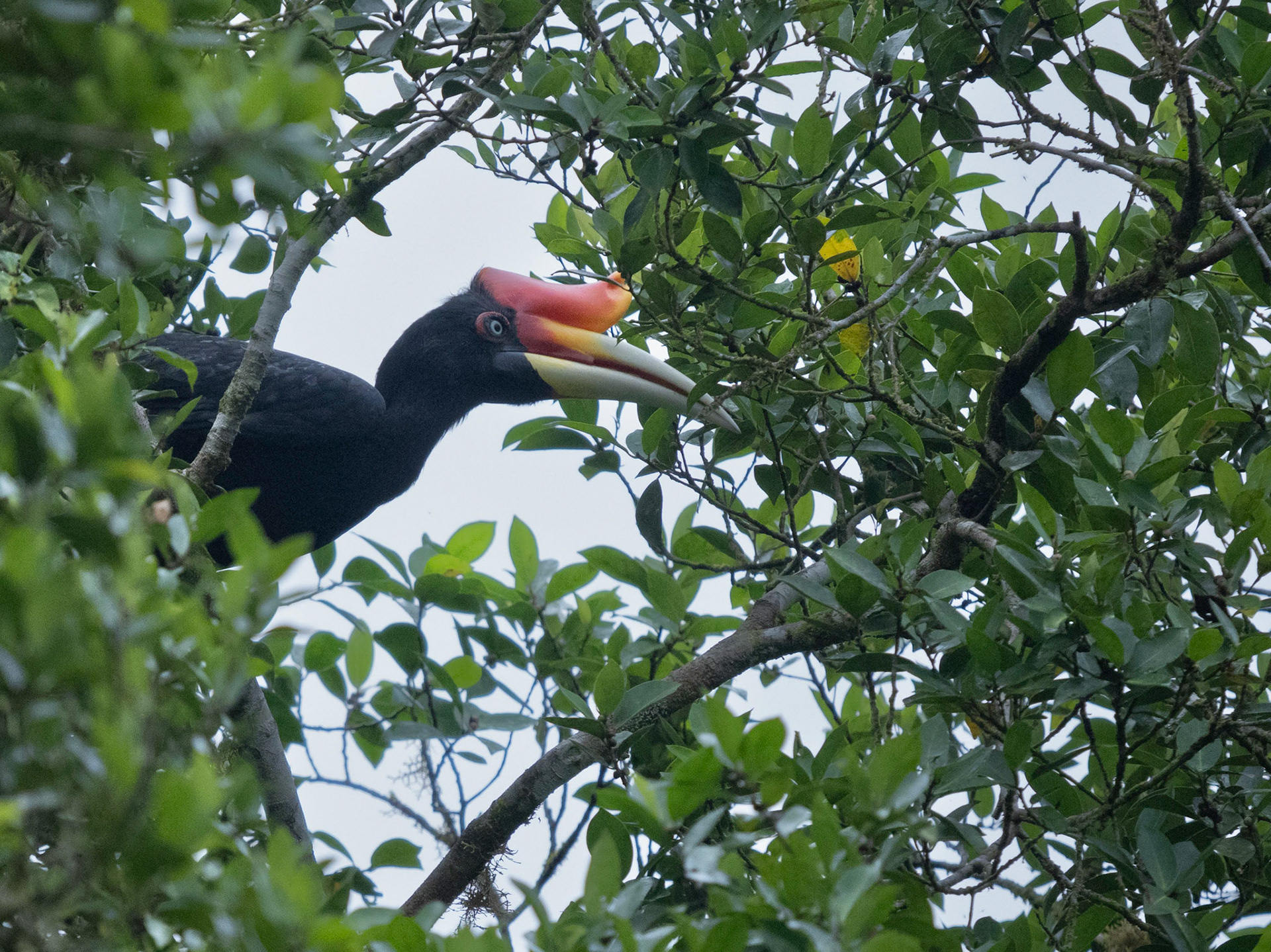 Female Rhinocerous Hornbill
