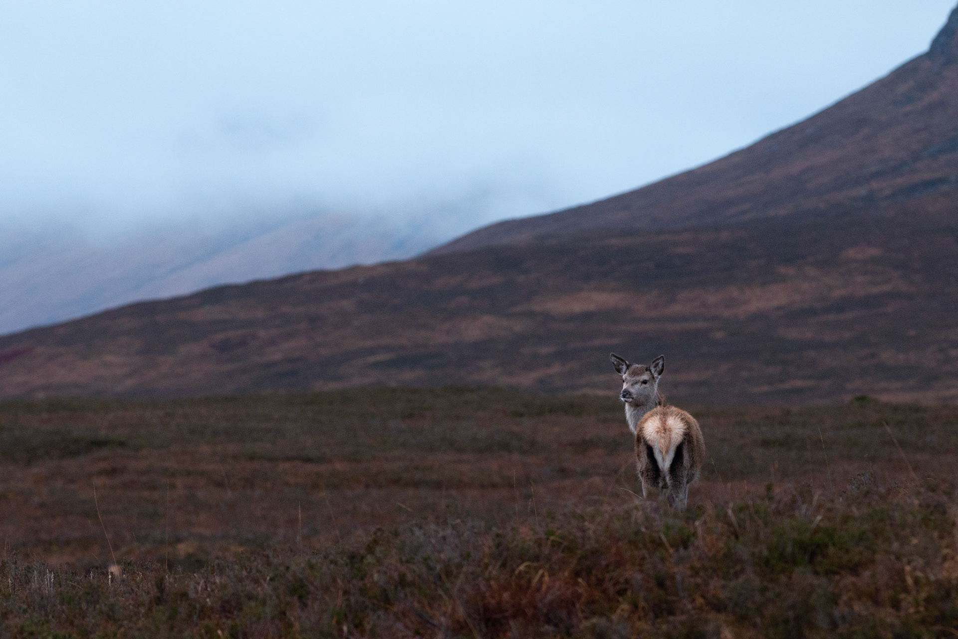 Female Red Deer
