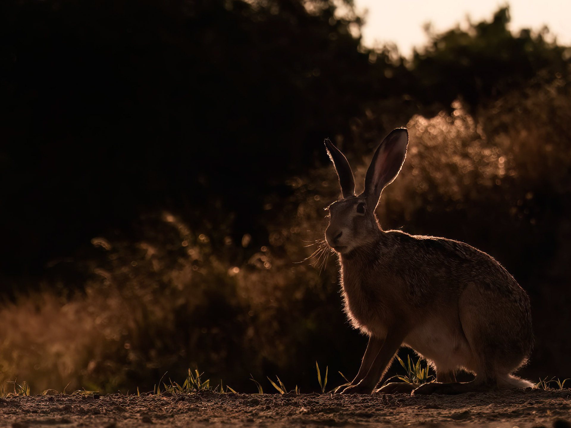European Hare at sunset