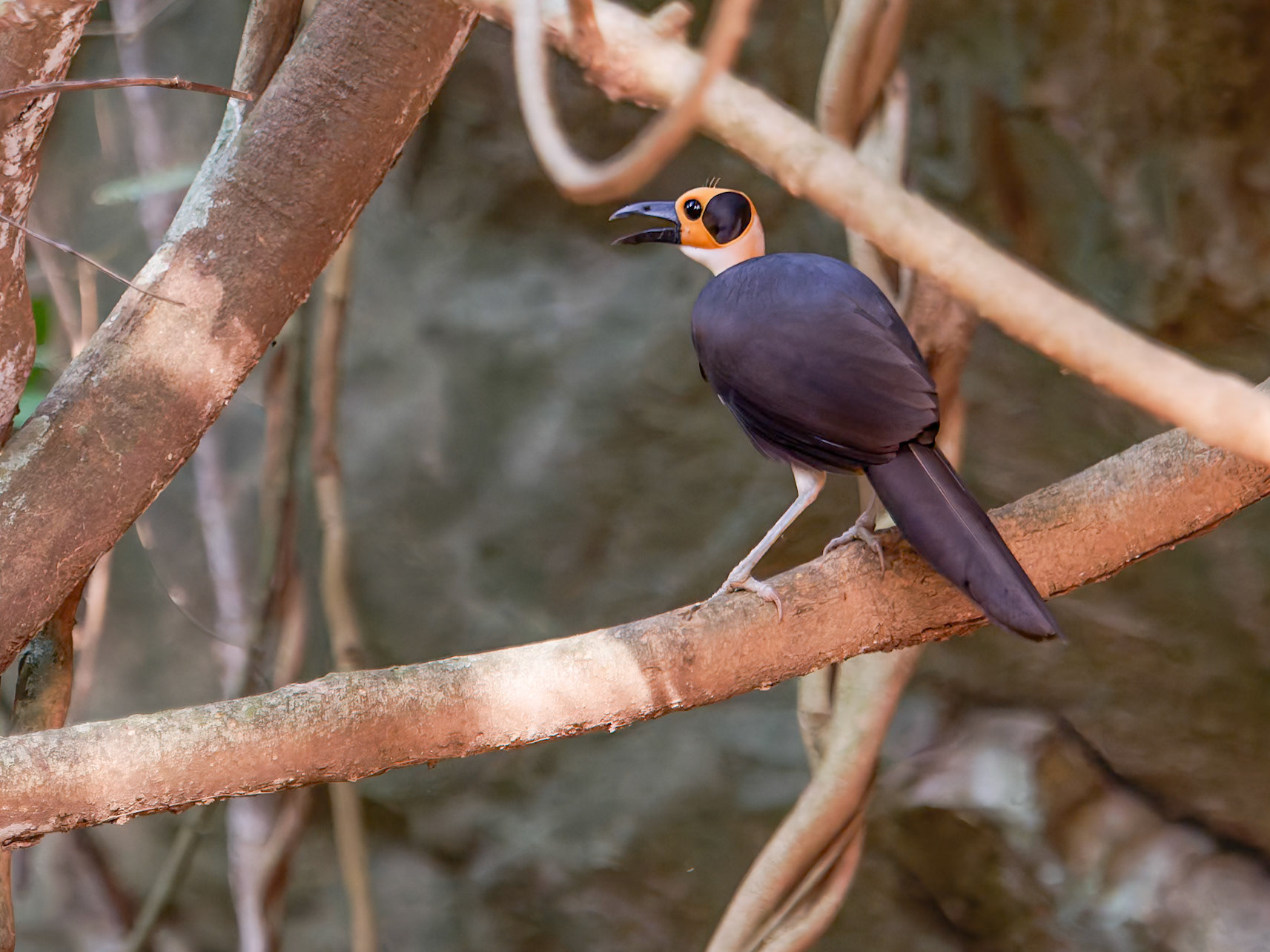 Yellow Headed Picathartes