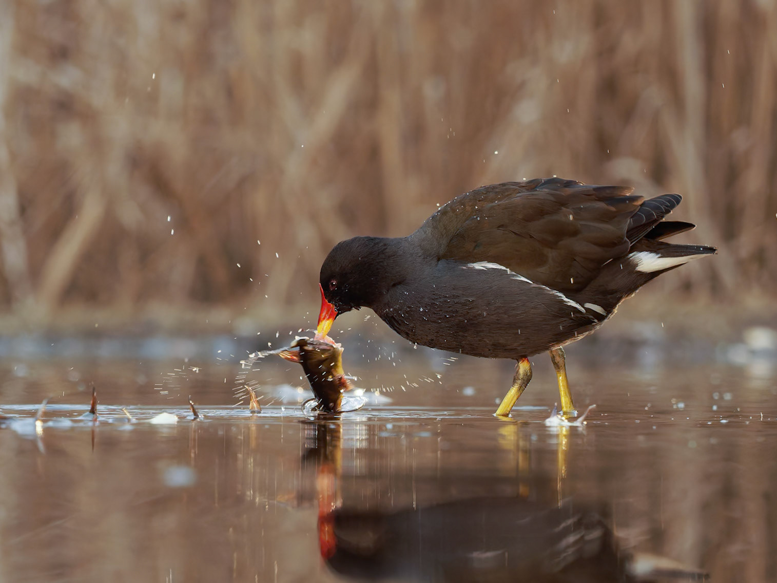 Common Moorhen with catfish head left by otters