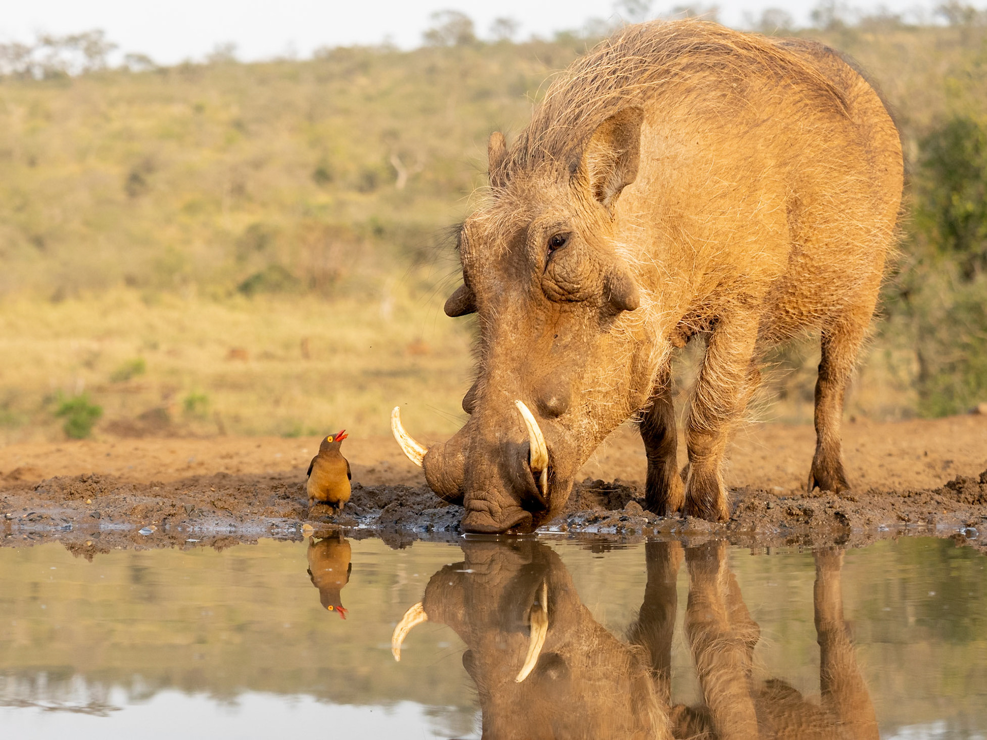 Warthog and Oxpecker