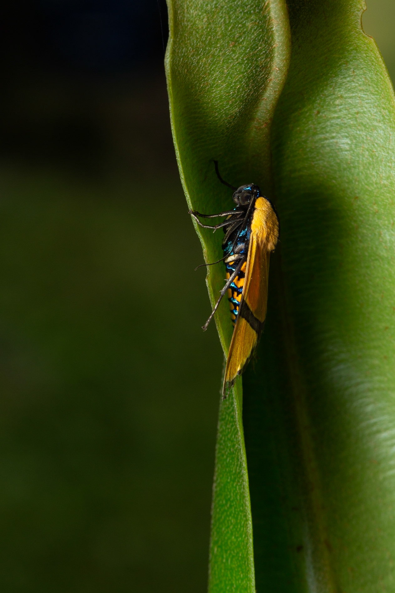 Anomalous Bluetail moth (Ormetica amides)