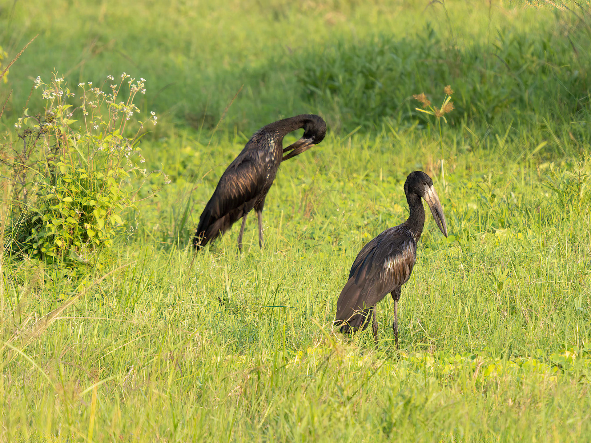 African Open-billed Stork