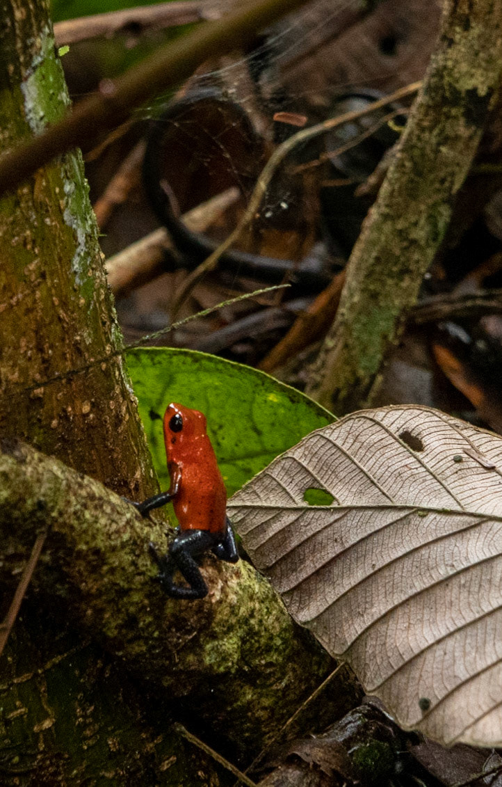 Poison Dart frog  aka (blue jeans frog)
