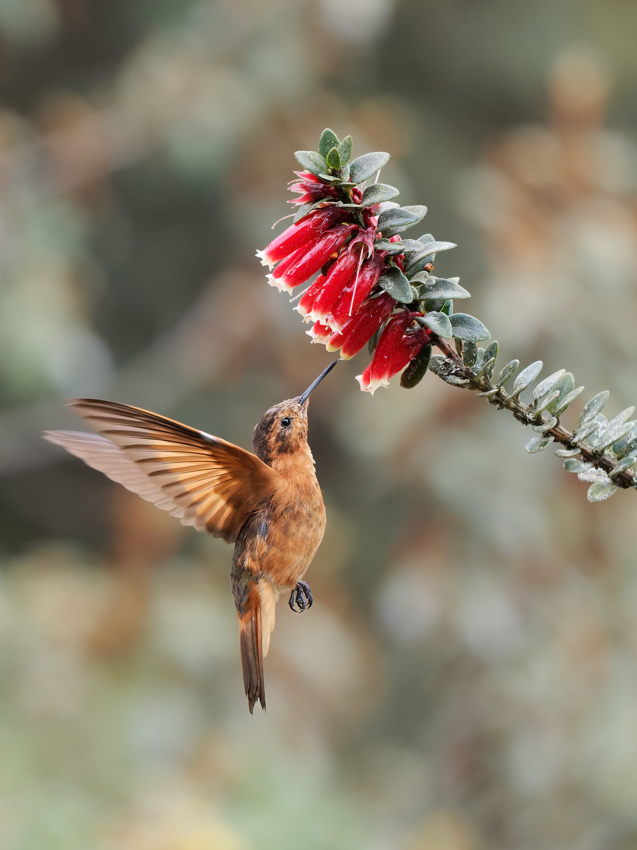 Shining Sunbeam Hummingbird feeding