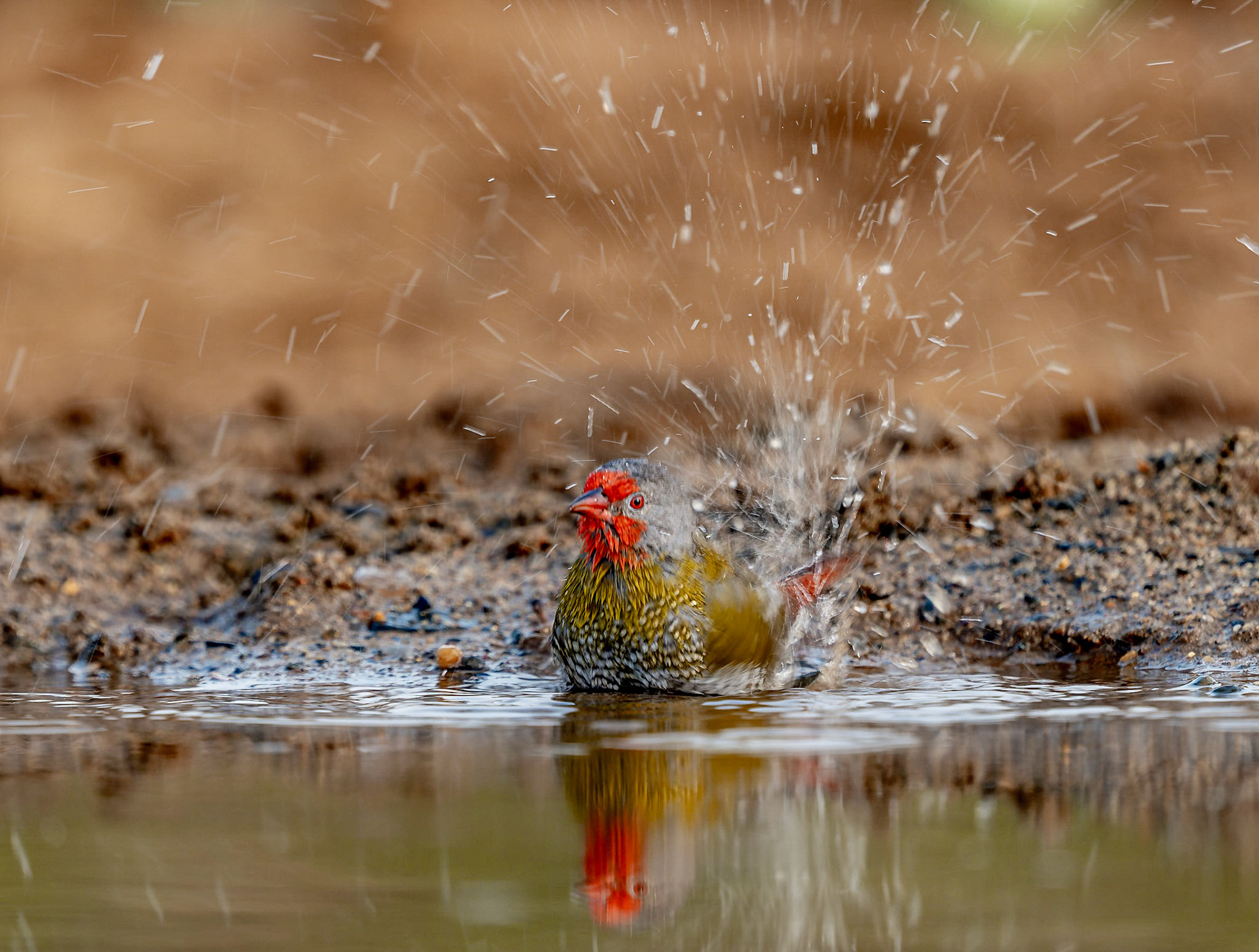 Green-winged Pytilia bathing