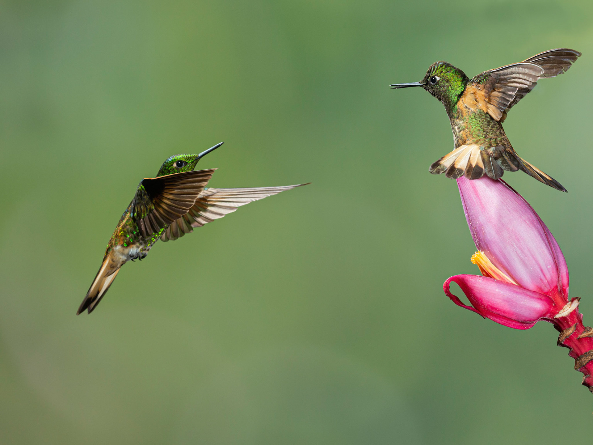Fawn breasted Brilliant Hummingbirds